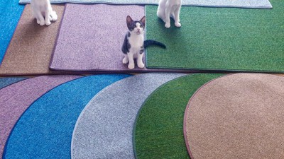 냥이 집사 필수템! 스크래처매트 솔직 후기 & 꿀팁 대방출 😻